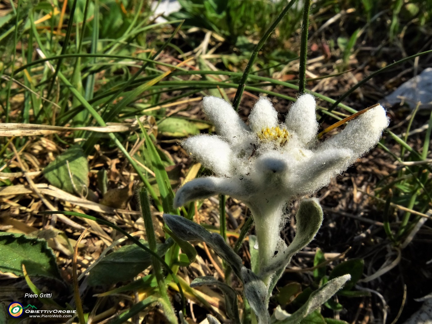 14 Leontopodium alpinum (Stella alpina) in crescita.JPG